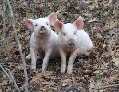 Keeping Backyard Pigs Image